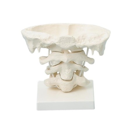 Head Articulations - 2 x Enlargement with Stand